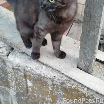 Пропала кошка, район Арбата