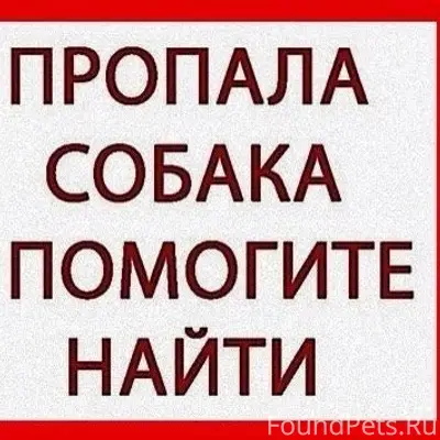 Пропала лайка Мальта, район Удачи