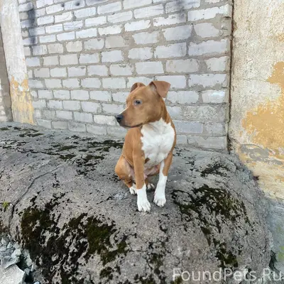 Найден тип собака, Лучки