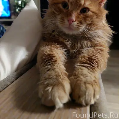 Пропал кот Тимошка, г. П-Посад