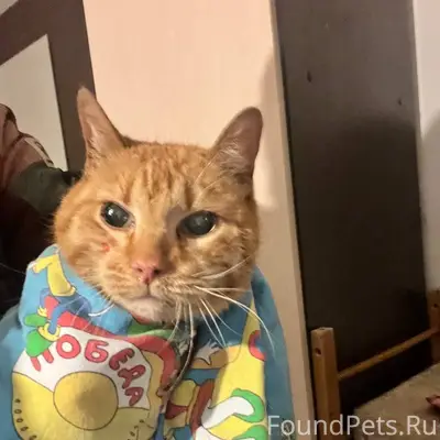 Найден рыжий кот, Выборгский район