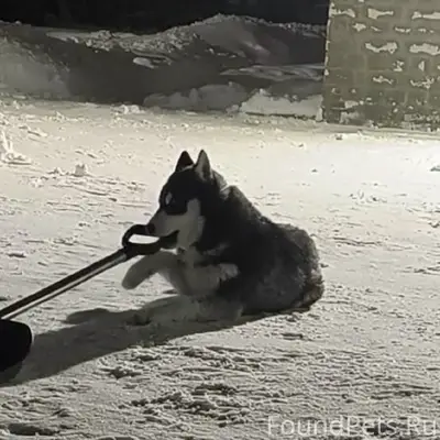 Пропал хаски, район Чайковичи