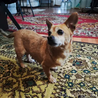 Найдена чихуахуа, Зареченский район