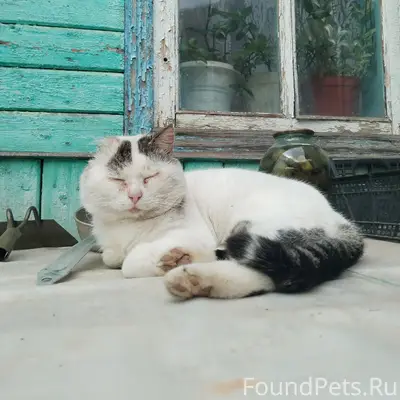Пропал кот Марс