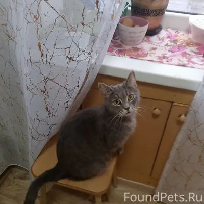 Пропала кошка Кнопа, дом МФЦ