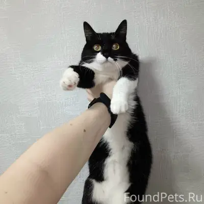 Найдена кошка, Первомайский район