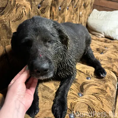 Найден пёс, Д. Юркино