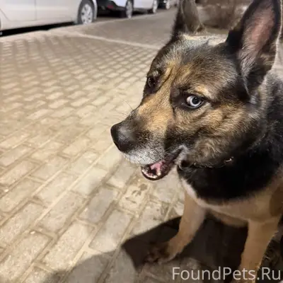 Найден пёс, глаза разного цвета, Левитана