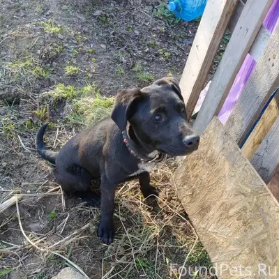 Пропал пёс Кука, за Волгой