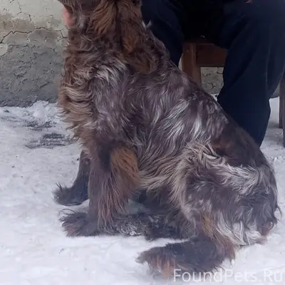 Пропала собака, сады на учхозе