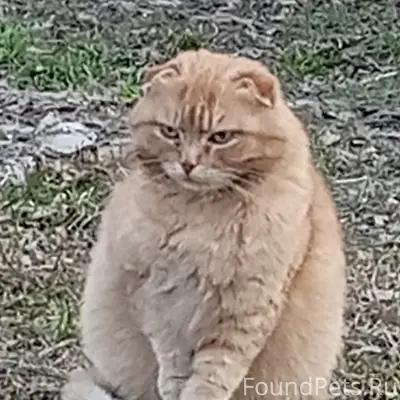 Найдена вислоухая кошка, 10 микрорайон, Бежица