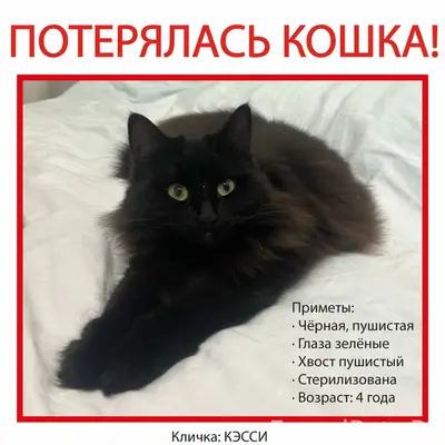 Пропала кошка Кэсси, Москва