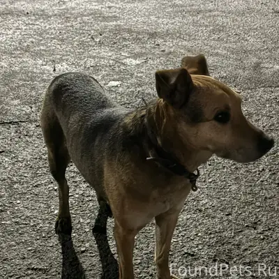 Пропал пёс, Взлетка