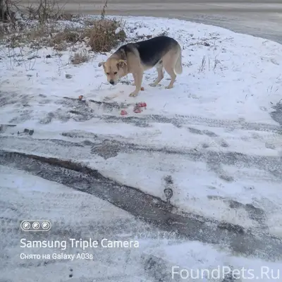 Пропал пёс Мишка, на Коммунаров 104