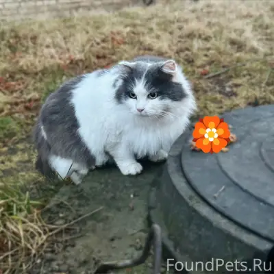 Пропал уличный кот, Ленина 5