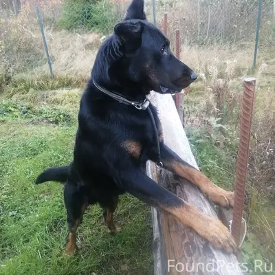 Пропал босерон Рик, чёрный окрас, с номерником