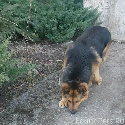 Найден крупный пёс, Ставского