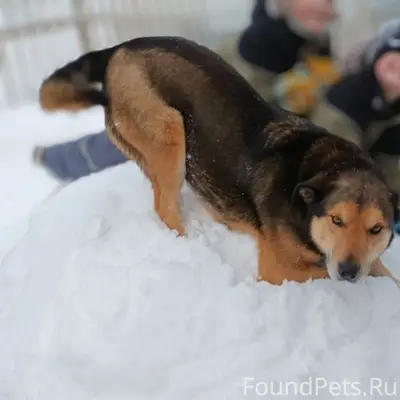 Пропал Ярик, собака с забинтованной лапой, Фрунзенский район