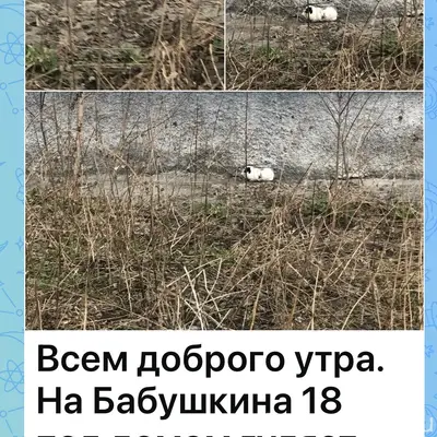 Найден питомец — морская свинка, улица Бабушкина