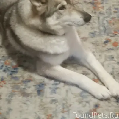 Пропал Рой, озеро Суходольское