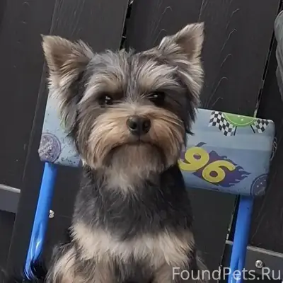 Пропала собака йоркширский терьер, Первомайская