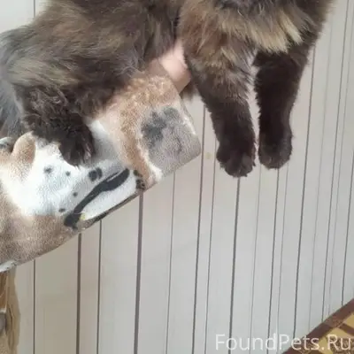 Найдена кошка, В. Пышма