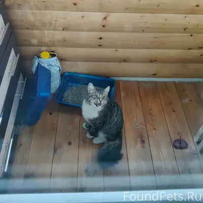 Найден домашний кот, старые Химки