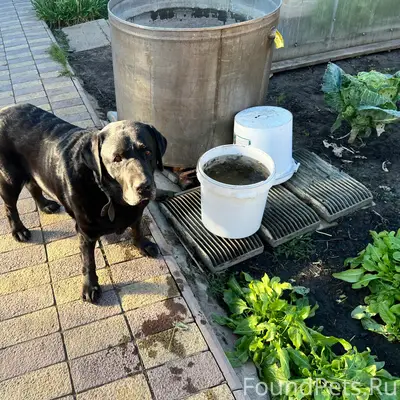 Пропал Султан, район ул. Тимирязева