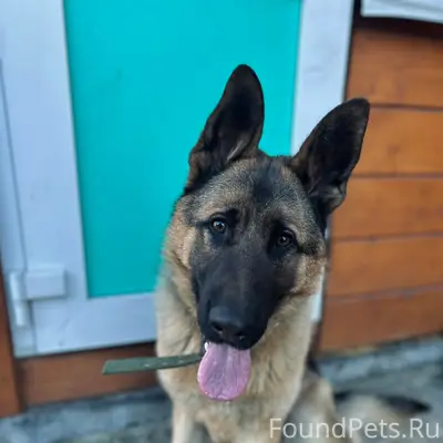 Пропал кобель немецкой овчарки, Печаткино