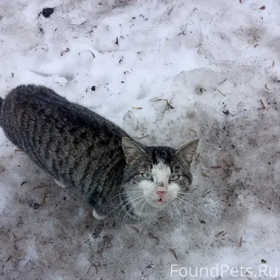 Найден кот, улица Пролетарская