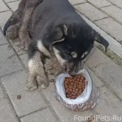 Найден щенок, Тольятти, Центральный район