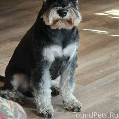 Пропал Тихон, нижняя Стрекаловка