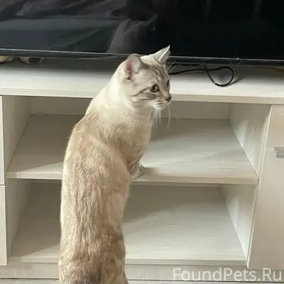 Найден котёнок, Чехова 13