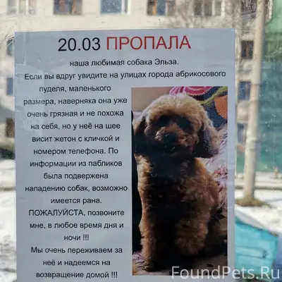 Пропала собака Эльза, улица Свердлова, Мурманск