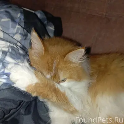 Пропал кот, Борисов, ул. 50 лет БССР