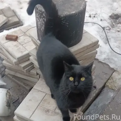 Пропал кот, Мичуринец