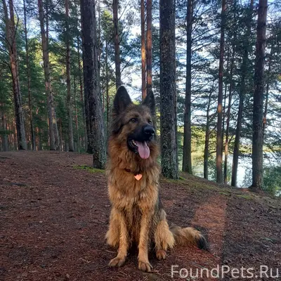Пропала метис овчарки, район Спасской церкви