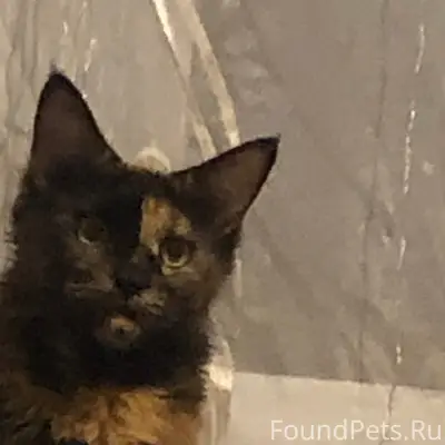 Пропала кошка, нет данных о месте пропажи