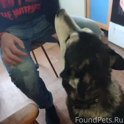 Найденна собака, [место] неизвестно