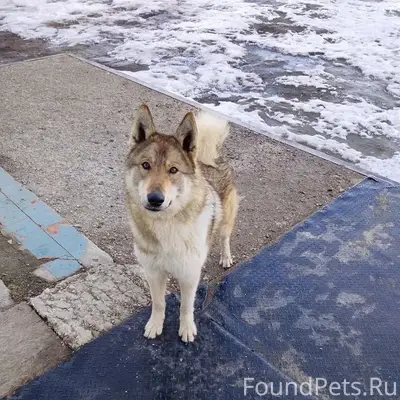Найден Западносибирская лайка, Павловский тракт