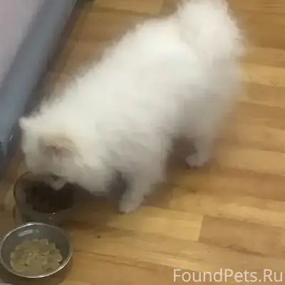 Найден шпиц, пересечение улиц Лермонтова и Энгельса