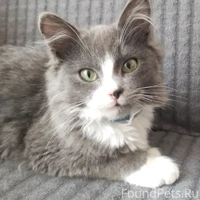 Пропал кот, угол улиц Стекольная/Кирова