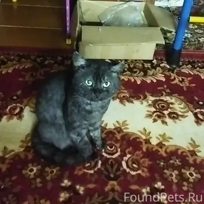 Пропал кот, ул. Заозёрная