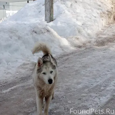 Найден пёс, Ленина 20