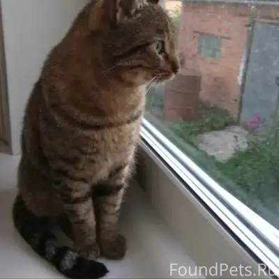 Найден кот Жорик, Московская область