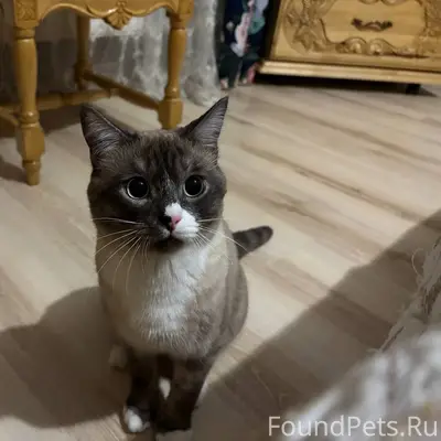 Пропал кот Степа, пр-т Калашникова