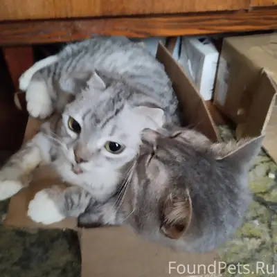 Пропала британская кошка Лапочка, Дмитров