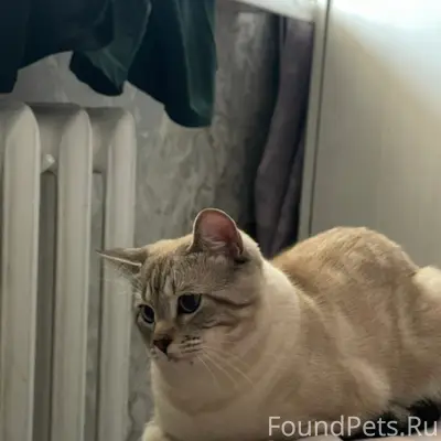 Найден котёнок, Чехова 13