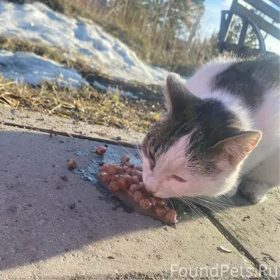 Пропала кошка, Тулун