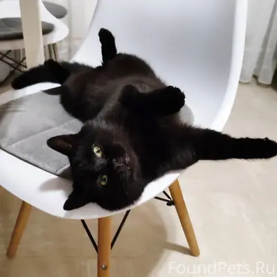 Пропал кот Максик, Кизякова дача